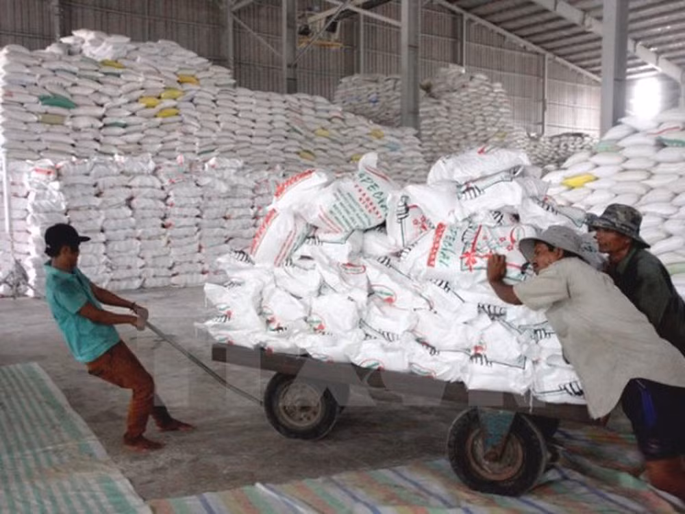 Perspective prometteuse pour les exportations de riz au quatrième trimestre ảnh 1 Perspective prometteuse pour les exportations de riz au quatrième trimestre ảnh 1