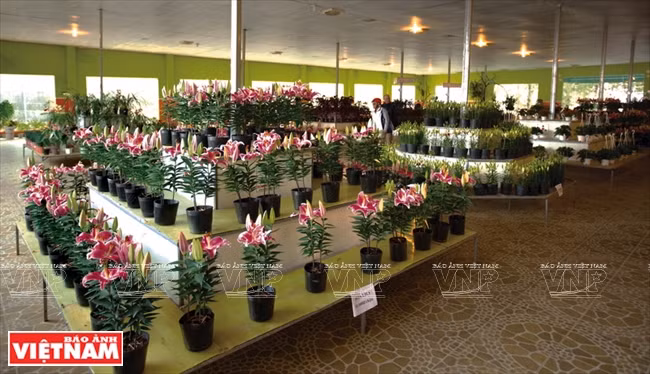 De nombreux obstacles pour le développement d’une agriculture high-tech ảnh 3