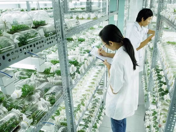 Pour que l’agriculture high-tech du Vietnam "sorte de la serre" ảnh 3