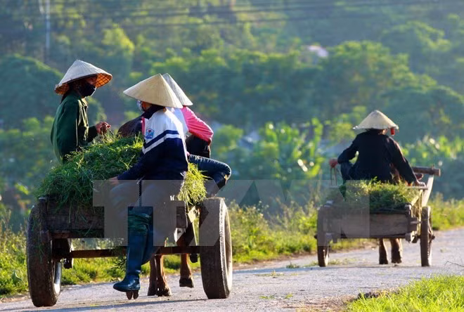 L’IFAD évalue la mise en œuvre du projet ADM à Tra Vinh ảnh 1