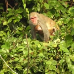 Trois espèces de macaques du genre Macaca ont été recensées à l’état sauvage au parc national de Ben En. Photo: VNA