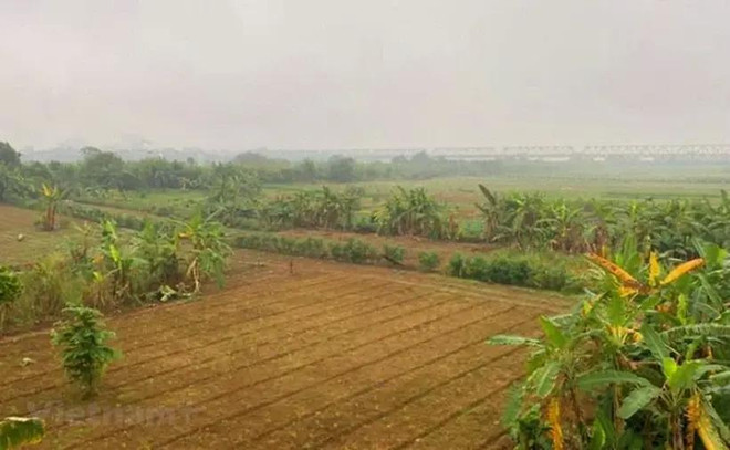 Cultures agricoles sur la vasière au milieu du fleuve Rouge. Photo: Vietnam+ 1.webp
