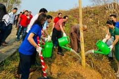 Les fleurs de bauhinie envahiront dans le complexe des vestiges de la bataille de Dien Bien Phu
