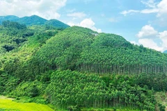 Le Vietnam pourrait générer 5.000 mds de dongs par an en vendant des crédits carbone forestier