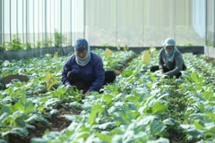 Hanoï cherche à développer l'agriculture biologique