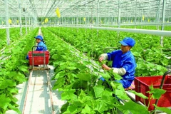 La production verte contribue à garantir une agriculture durable