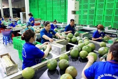 Des opportunités de croissance des exportations de fruits et légumes en 2024 s’ouvrent