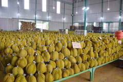 De nombreux produits agricoles vietnamiens sont très "chauds" sur le marché international