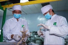 Valoriser les plantes médicinales dans le traitement des maladies 