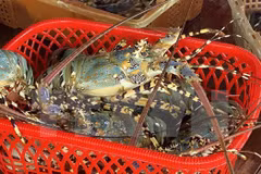 Les exportations de homard ont été multipliées par 18 en deux mois