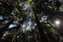 Lâm Dông : le parc national de Bidoup-Nui Ba reconnu site touristique