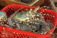 Les exportations de homard ont été multipliées par 18 en deux mois