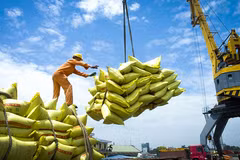 Les exportations de riz vers le Sénégal restent faibles par rapport à la demande