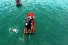 Quang Ninh : Dauphins et baleines aperçus à plusieurs reprises autour de l'île de Co To
