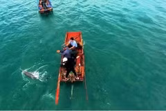 Quang Ninh : Dauphins et baleines aperçus à plusieurs reprises autour de l'île de Co To