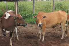 Le Laos interdit l'importation de certains types de produits agricoles