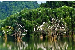 Ben Tre renforce la protection des oiseaux sauvages et migrateurs