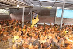 CPTPP: défis et opportunités pour le secteur de l'élevage au Vietnam