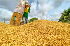 10.000 ménages agricoles bénéficient du projet de chaîne de valeur du riz