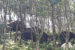 Aide allemande pour la conservation de la biodiversité forestière à Thua Thien-Huê