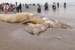 Enterrement d'une baleine de près de 10 tonnes échouée sur la côte de Ninh Binh
