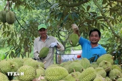 Récolte du durian à la Coopérative Lien Duc, commune de Xa Bang, district de Chau Duc, province de Ba Ria-Vung Tau. Photo: VNA 