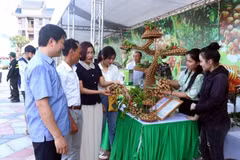 Le longane est un produit agricole important de la province de Hung Yen. Photo: nhandan.vn