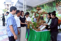 Le longane est un produit agricole important de la province de Hung Yen. Photo: nhandan.vn