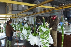 Transformation préliminaire de bananes destinées aux exportations. Photo: VNA