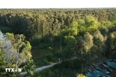 Mangrove de Gao Giong. Photo: VNA