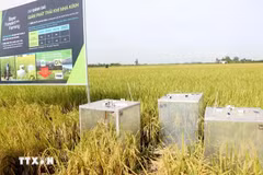 Un équipement pour mesurer les émissions de gaz à effet de serre dans un champ de riziculture biologique à Can Tho. Photo: VNA