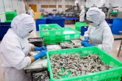 Transformation préliminaire de crevettes pour l'exportation. Photo: VNA