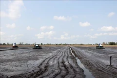 Culture à titre expérimental de 50 premiers hectares de production de riz de haute qualité à faibles émissions à Can Tho. Photo: VNA