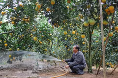 Bac Giang : le district de Luc Ngan veut augmenter les exportations d'agrumes