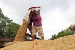 Le prix du riz du Vietnam tombe à 450 dollars par tonne