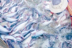 COVID-19: Les exportations de produits aquatiques face à de nombreuses difficultés