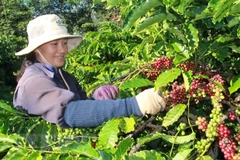 Algérie, marché d’exportation potentiel pour le café vietnamien