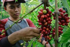 L'Indonesia s'efforce d'améliorer le rendement de production de café