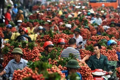 Record des ventes de litchis « thieu » de Bac Giang