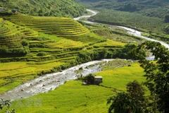 La beauté de la "saison dorée" dans la zone frontalière de Si Lo Lau à Lai Chau