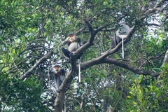 Quang Nam : assurant un environnement de vie pour les doucs langurs à pattes grises