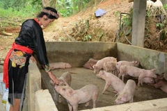 Le Vietnam empêche activement la propagation de la peste porcine africaine
