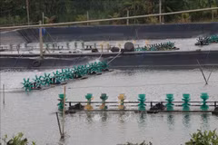 Construire une zone d'aquaculture pour l'exportation en aval de la rivière Tien