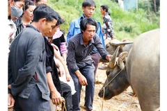 Le marché aux buffles de Can Câu