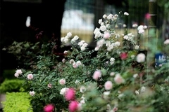 Roses en pleine floraison à la citadelle impériale de Thang Long