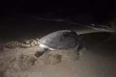 Ha Tinh: une tortue en voie de disparition relâchée dans la mer