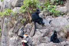 Des primates rares découverts dans la réserve naturelle de Quang Binh