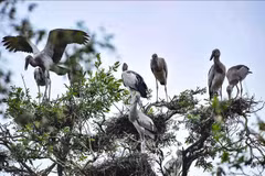 Le WWF salue la conservation de la biodiversité au Vietnam