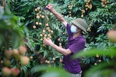 Bac Giang à la saison de la récolte des litchis