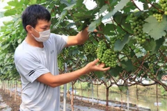 Bac Ninh : pour que le quan ho rayonne toujours